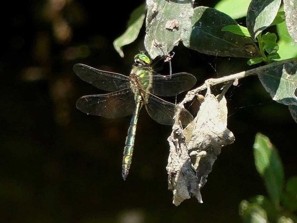 Somatochlora_metallica